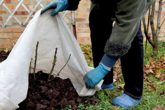 acoperirea plantelor cu folie impotriva inghetului